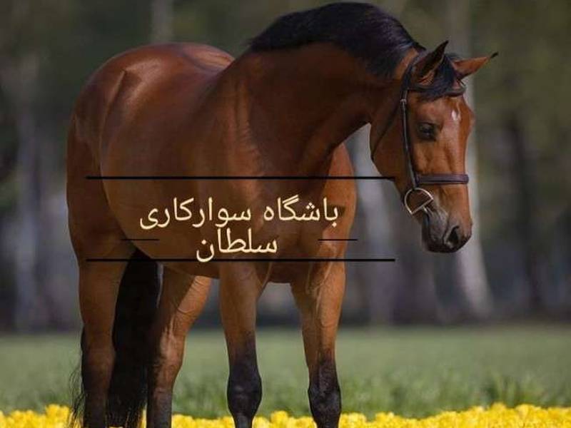 خرید و فروش انواع اسب های اصیل در اصفهان