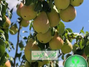 گلابی کوشیا