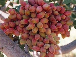 نهال پسته اکبری