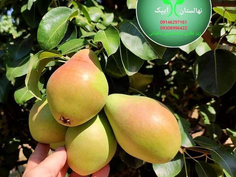 گلابی درگز