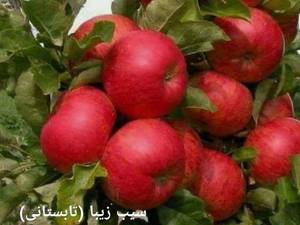 فروش نهال  سیب قرمز در آذربایجان غربی