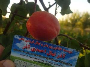 فروش نهال زردآلو ویکات در میاندوآب