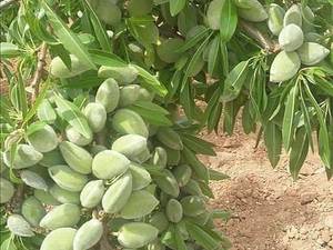 نهال بادام تنو دیرگل