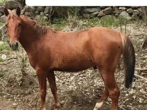 فروش کره نریان ۱۸ماهه در جوانرود
