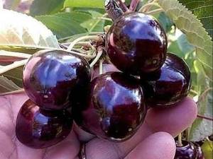 ارقام نهال گیلاس در میاندوآب