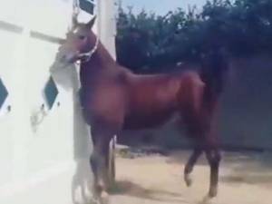 مادیان اسطوره‌ دره شور در اصفهان