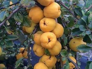 ارقام نهال به  در میاندواب