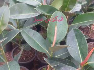 فروش انواع فیکوس در رشت