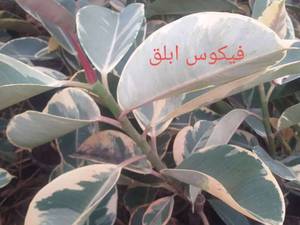 فروش انواع فیکوس در رشت