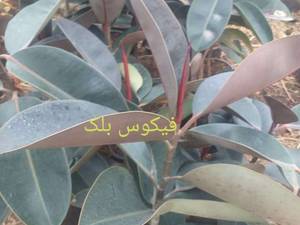فروش انواع فیکوس در رشت