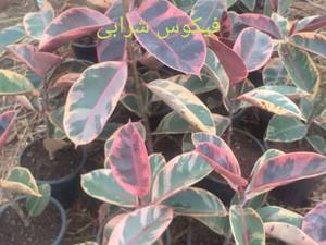 فروش انواع فیکوس در رشت