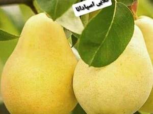 تولید و فروش ارقام نهالهای اصلاح شده زود بازده