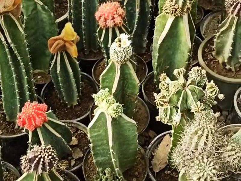 نگهداری از کاکتوس ژیمنو رنگی در مازندران