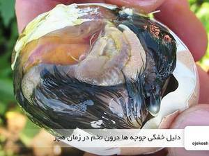 دلیل خفگی جوجه ها درون تخم در زمان هچر
