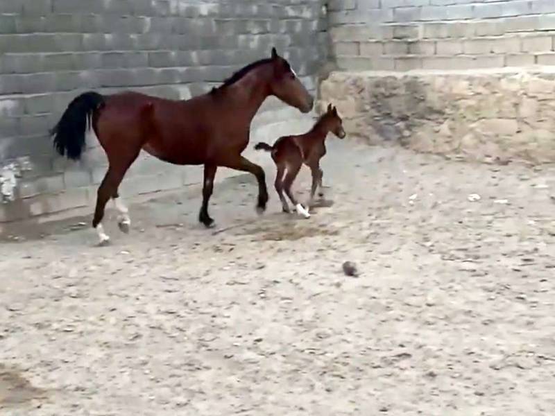 فروش و پرورش اسب در شیراز