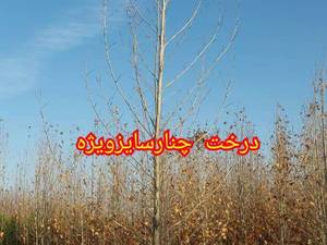 خرید نهال چنار در مشهد