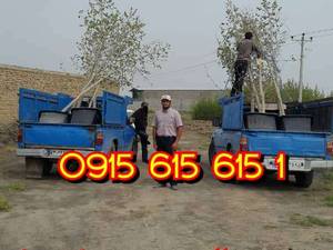 خرید درختان سایز بزرگ سایه دار