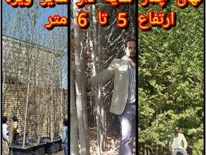 قیمت نهال چنار سایه دار در مشهد