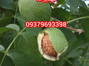 گردوژنتیپ
