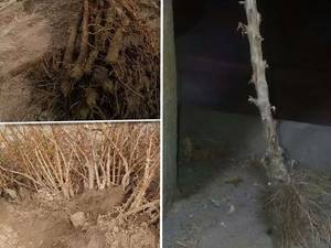 فروش و ارسال نهال سنجد خرمایی در بیرجند