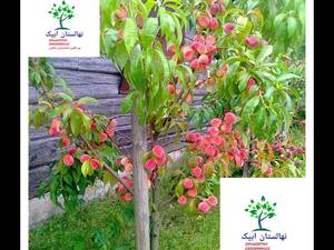 هلو خونی