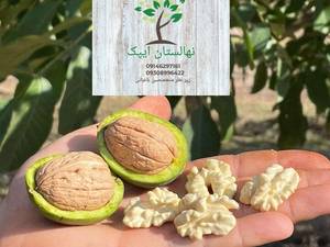 گردو چندلر آمریکایی