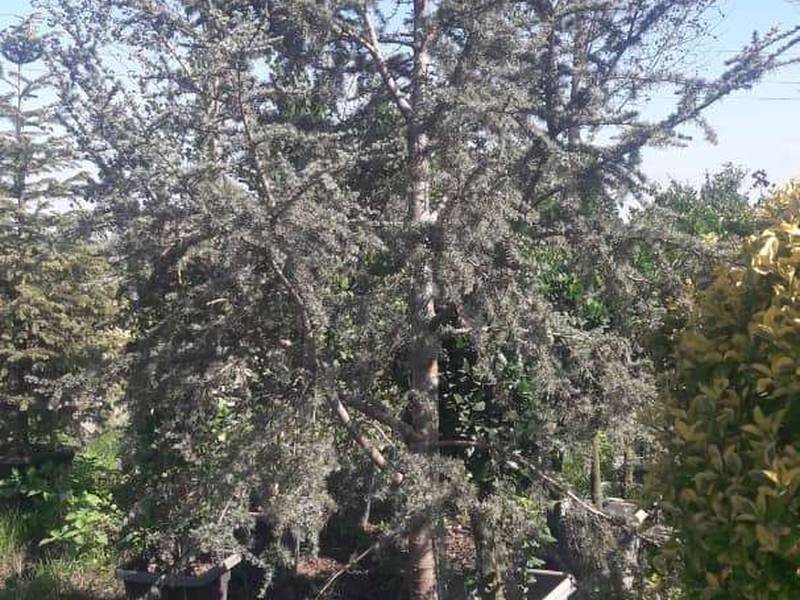 درخت سدر اتلانتیکسدر
