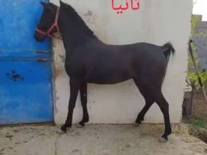 اسب تانیا دختری ۲۰ماهه در اصفهان