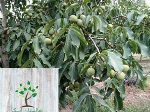 باغ تجاری گردو