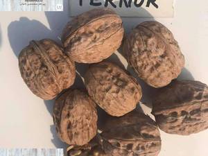 گردو فرنور فرانسوی