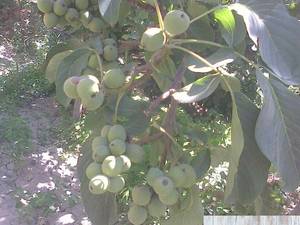 گردوخوشه ای اسراییلی
