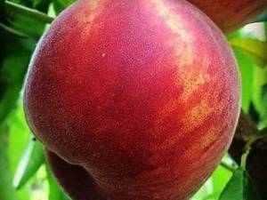 نهال هلو در میاندواب