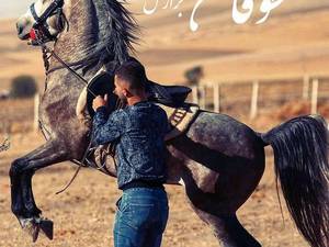 تولید و پرورش اسب سیلمی کرد مدائن