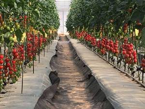 طراحی و اجرای سازه های گلخانه در تهران