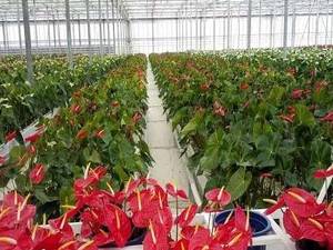 طراحی و مجری ساخت گلخانه در سراسر کشور