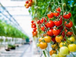ويژگی ساختاری  گلخانه اسپانیایی