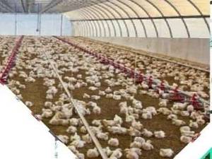 ويژگی ساختاری  گلخانه اسپانیایی