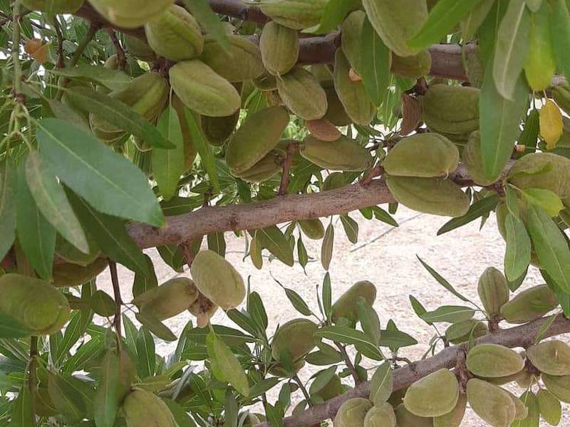 تولید کننده نهال بادام مامایی در اصفهان