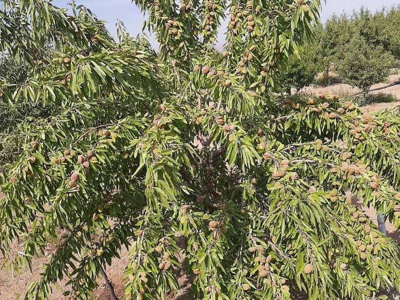 خرید نهال بادام ربی و بادام مامایی در غرب اصفهان