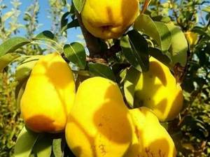 پرورش نهال به گلابی در تبریز