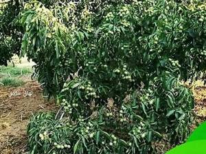 نهال گردو چندلر دیرگل در تبریز