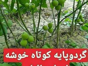 فروش نهال گردوی اسرائیلی در میاندوآب