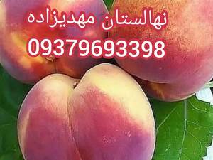 نهالستان مهندس مهدیزاده