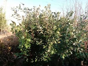 فروش نهال میوه فوجی فیجوا درمازندران