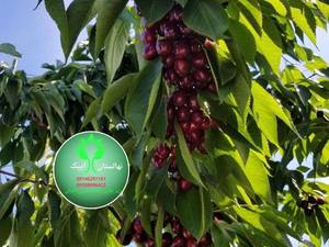 گیلاس تک دانه مشهد