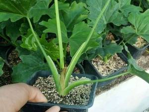 فروش عمده گل برگ انجیری در کرج