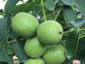 گردو زودبازده