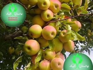 سیب گلاب با رنگ عالی