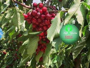 گیلاس لاپینز