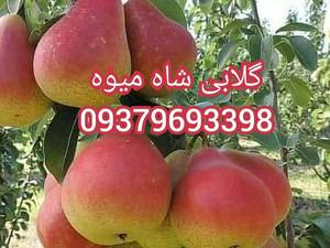 فروش گلابی آنجودرکردستان